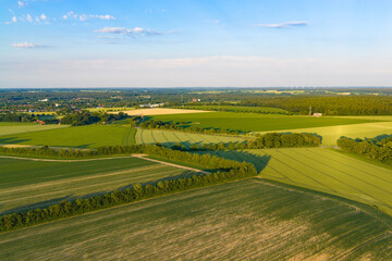 Fototapeta premium Aerial top view on green crop field. Nature environment. Green harvest in field. Summer green field. Agricultural aerial landscape. Green crop agricultural farm landscape. Harvesting and cultivation