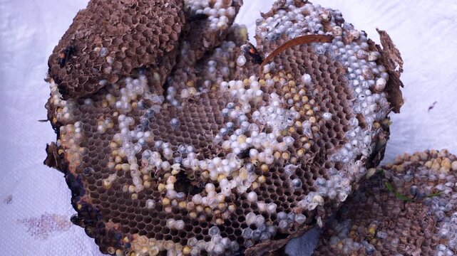 A video showing hornet larvae residing in hexagonal cells made of wood pulp.