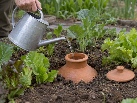 Filling a terracotta olla in a vegetable garden