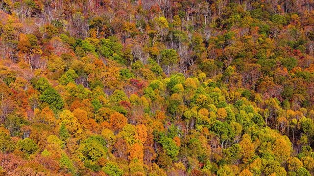 Rolling ridges of Appalachian Mountains in North Carolina covered with brilliant fall foliage. Colorful forest stretches to horizon.