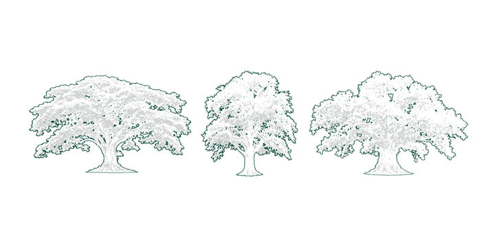 Oak and broadleaf trees vector outlines with textured green canopies and sturdy trunks perfect for architectural elevation drawings and botanical layouts.