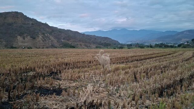 Campos de arroz con rastrojos quemados y listos para el dragueo
