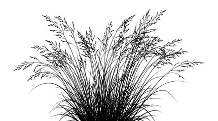 Black Silhouette of Tall Grasses with Seed Heads on White Background © Camila