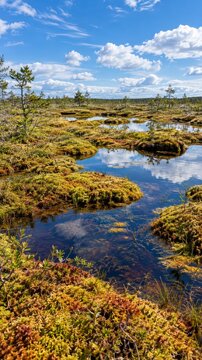 Restored peat bog with standing water and sphagnum moss under a bright sky