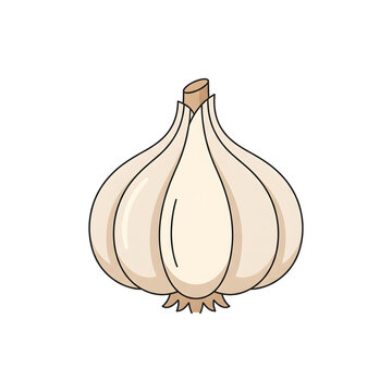 garlic isolated on white