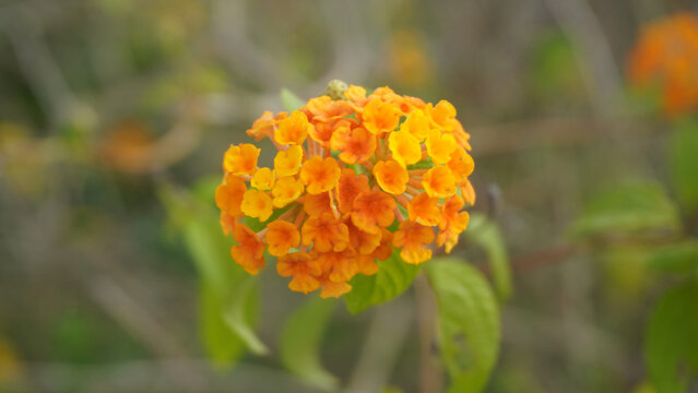 Bright orange lantana flower cluster blooming amid soft blurred branches.