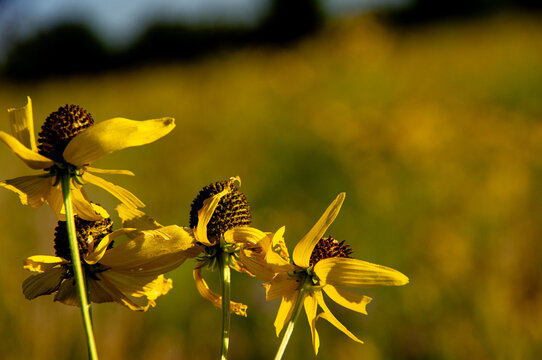 Yellow wildflowers in warm sunlight against a softly blurred meadow.