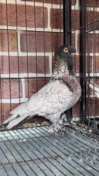 Fancy pigeons standing inside a metal wire cage showing detailed feather patterns and unique markings in this high resolution motion video footage for bird hobbyists everywhere