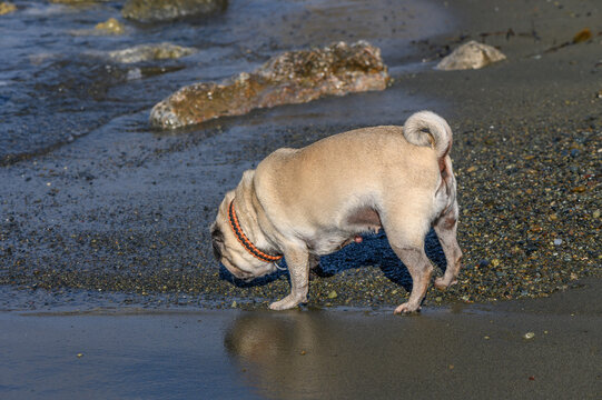 Pug exploring sandy beach with gentle waves and glistening sun on a calm afternoon