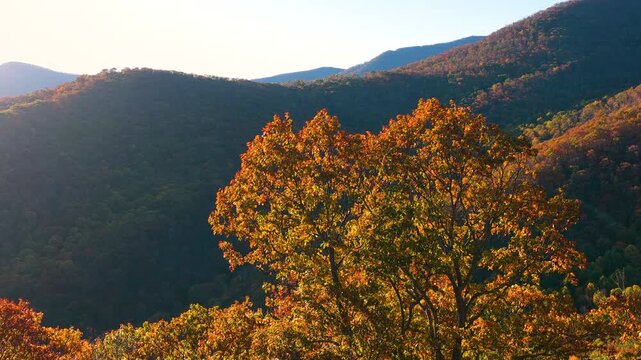 Sunset autumn view of Appalachian forest hills. Lush woods with golden trees in colorful fall season.