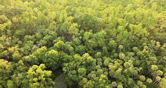 Tropical jungles with green palm trees and wild vegetation in southern Florida. Dense rainforest ecosystem.
