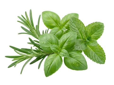 Fresh green basil and rosemary herbs bunch isolated on transparent background