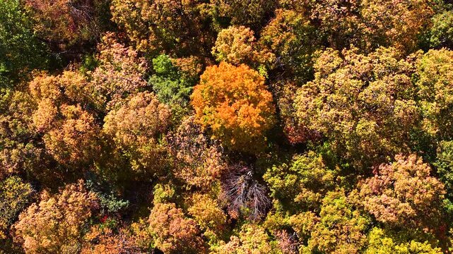 Vibrant sunset in fall season forest on Appalachian mountain range. Golden treetops and colorful nature landscape.