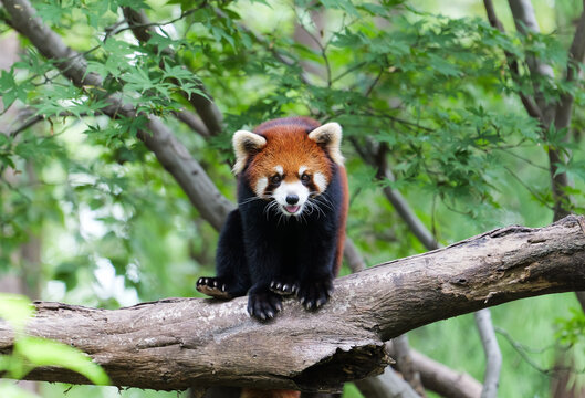 A cute red panda standing on its tiptoes on a tree trunk, facing forward