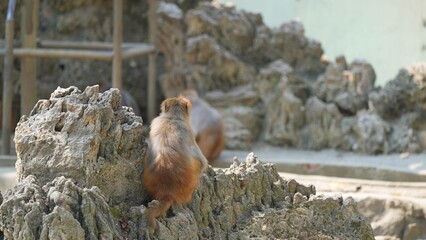 back portrait of female snow monkey sitting on the rocks in the zoo in the afternoon, japanese macaque sunbathing during mid day © ElizabethGo