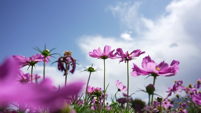 pink and purple cosmos flowers blooming under blue sky with clouds