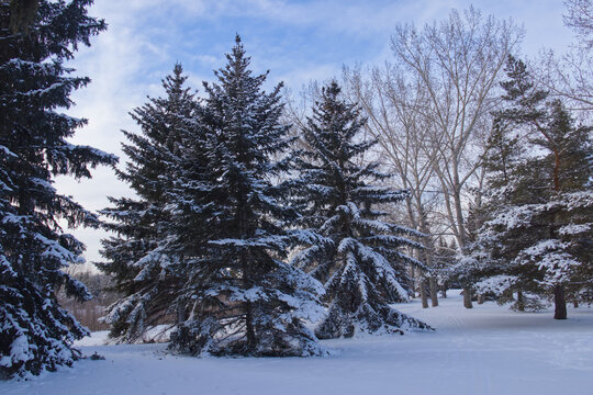 Winter at Gold Bar Park