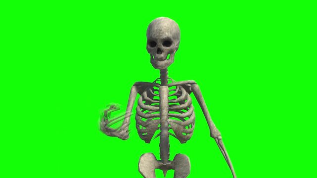 Realistic 3D Human Skeleton Moving Its Hand and Arm in a Beckoning Gesture Isolated on Chroma Key Green Screen Background for Compositing, Halloween, Anatomy, or Horror Movie Projects
