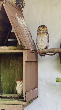 two owl sleeping int the afternoon, barn owl inside bird house and spotted wood owl perched on tree branches next to the bird house