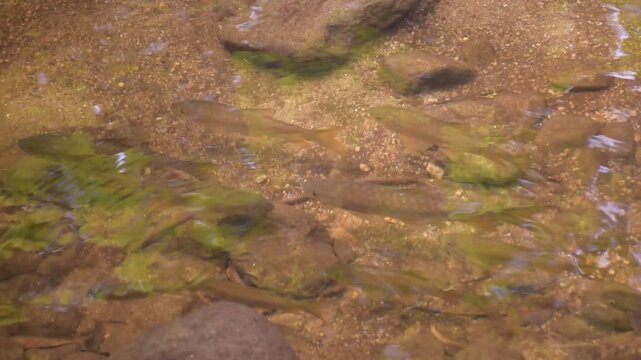 Mahseer barb gang in nature were swimming in the waterfall pool, High angle shot of a school of Mahseer fish swimming in a clear forest stream, Dat Fa Waterfall 