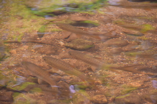 Mahseer barb gang in nature were swimming in the waterfall pool, High angle shot of a school of Mahseer fish swimming in a clear forest stream, Dat Fa Waterfall 