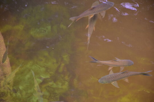 Mahseer barb gang in nature were swimming in the waterfall pool, High angle shot of a school of Mahseer fish swimming in a clear forest stream, Dat Fa Waterfall 