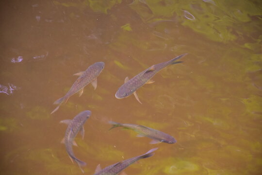 Mahseer barb gang in nature were swimming in the waterfall pool, High angle shot of a school of Mahseer fish swimming in a clear forest stream, Dat Fa Waterfall 
