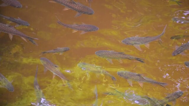 Mahseer barb gang in nature were swimming in the waterfall pool, High angle shot of a school of Mahseer fish swimming in a clear forest stream, Dat Fa Waterfall 