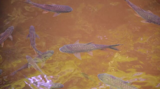 Mahseer barb gang in nature were swimming in the waterfall pool, High angle shot of a school of Mahseer fish swimming in a clear forest stream, Dat Fa Waterfall 