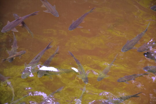 Mahseer barb gang in nature were swimming in the waterfall pool, High angle shot of a school of Mahseer fish swimming in a clear forest stream, Dat Fa Waterfall 