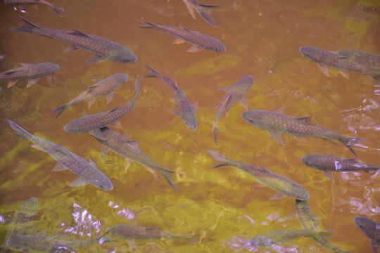 Mahseer barb gang in nature were swimming in the waterfall pool, High angle shot of a school of Mahseer fish swimming in a clear forest stream, Dat Fa Waterfall 