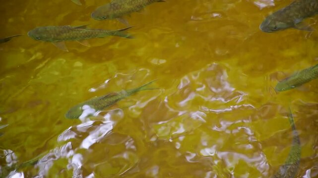 Mahseer barb gang in nature were swimming in the waterfall pool, High angle shot of a school of Mahseer fish swimming in a clear forest stream, Dat Fa Waterfall 