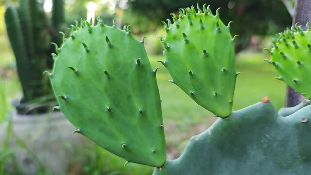 Opuntia Tuna Cactus Green Plant