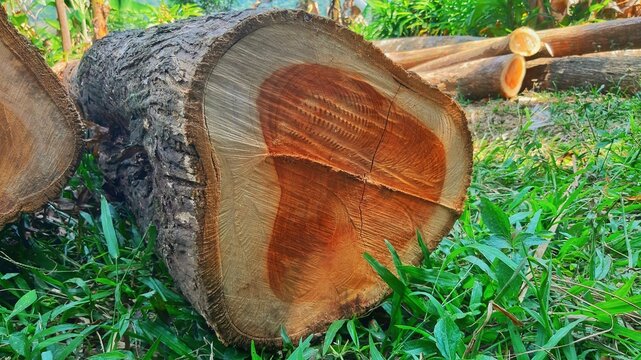 Cut wood log showing texture and growth rings on green grass in the forest