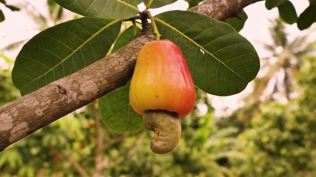 Ripe Cashew Apple and Attached Nut Growing on Tree