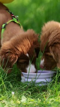 Nova Scotia Duck Tolling Retriever Drinks From Water Bowl On a Green Grass in Park