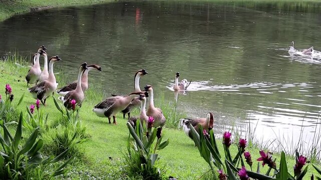 A Flock of Geese by the Pond: A group of domestic geese gathers on a lush grassy bank beside a tranquil pond, with a few geese swimming gracefully in the water.