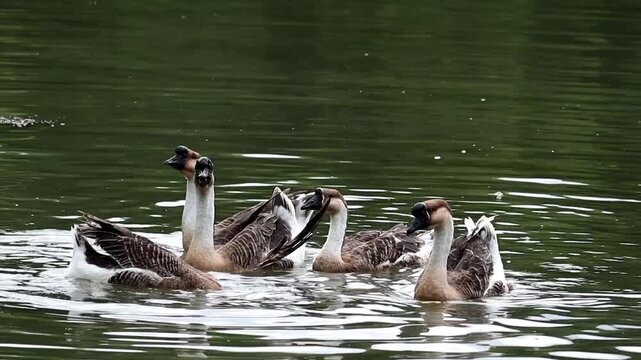 A Flock of Geese Swimming in Harmony: A group of domestic geese glide smoothly across a calm body of water, their necks extended and heads held high, creating a serene and picturesque natural scene.