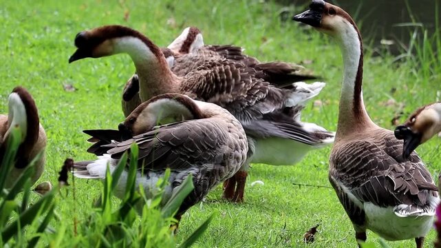 Domestic Geese Gathered in Grassy Field: A flock of domestic geese, with their distinctive brown and white plumage and upright necks, are gathered in a vibrant green grassy field.