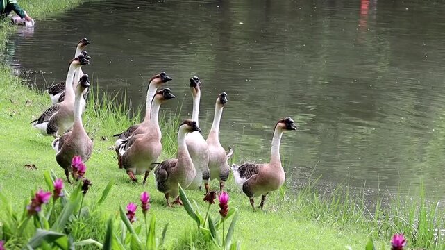Flock of Geese by the Water