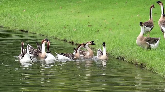 Geese Swimming and Resting: A flock of geese swims in a tranquil canal beside a lush green bank, while others stand and rest on the grass, enjoying a peaceful moment in nature.