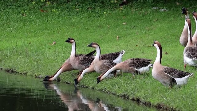 Geese at the Water's Edge: A flock of domestic geese, with their distinctive black necks and grey-and-white plumage, stand at the grassy edge of a calm body of water.