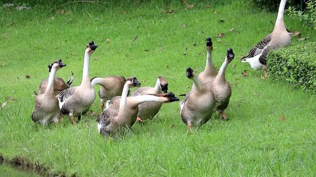 Geese Gathering by the Water: A flock of domestic geese congregates on a vibrant green grassy bank near the edge of a body of water.
