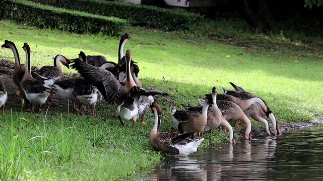 Geese Gather at the Waters Edge: A flock of geese congregates on a grassy bank near a tranquil body of water, with some drinking and others preening in the soft daylight.
