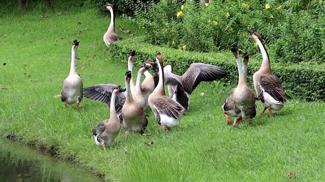 A Flock of Geese in a Grassy Landscape: Several geese gather on a lush green lawn beside a body of water, some with wings spread, in a serene natural setting.