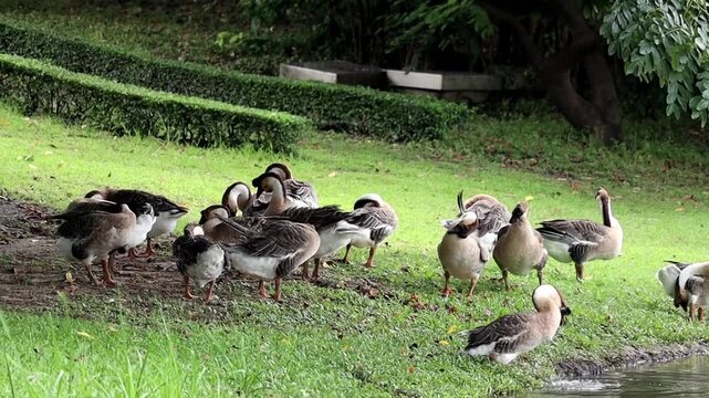 Flock of Geese by the Pond: A group of geese stands on the grassy bank of a pond, some foraging near the water's edge, while others look around attentively.