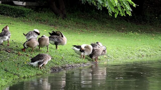 Geese by the Pond: A flock of geese rests by the tranquil waters of a pond, some grooming their feathers while others stand alert near the grassy bank, under the shade of leafy trees.