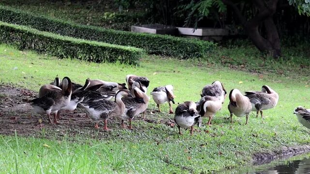 A Flock of Geese by the Water: A group of geese stands on the grassy bank of a body of water, with some facing the camera and others looking away, enjoying a serene moment in nature.