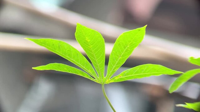 Bright green cassava leaf featuring five distinct lobes growing outdoors in natural daylight with soft background