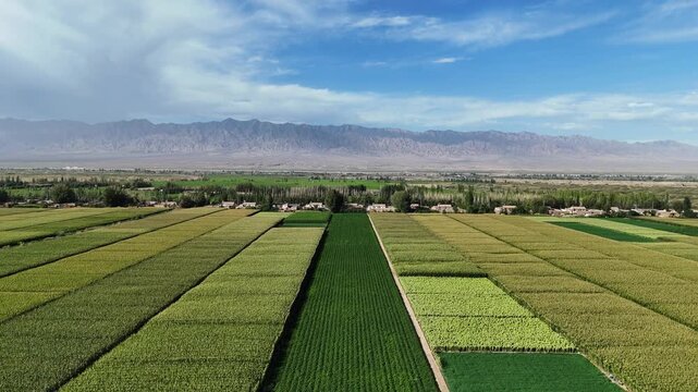 vast green and golden farmlands in the Tarim Basin with distant mountains under blue sky